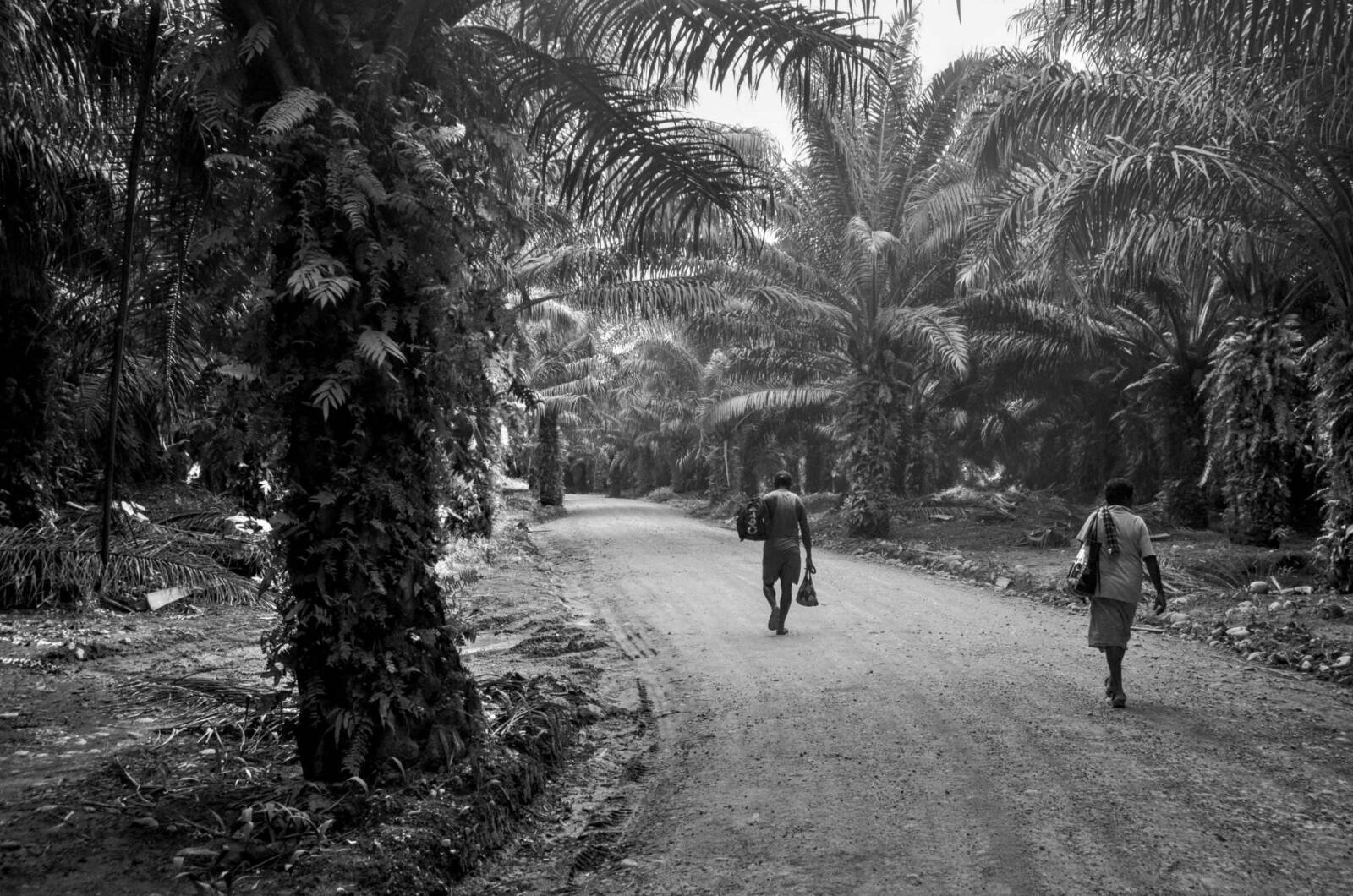 Black and white photo of two persons walking away on a dirt road on an oil palm plantation. The road is lined by oil palms.