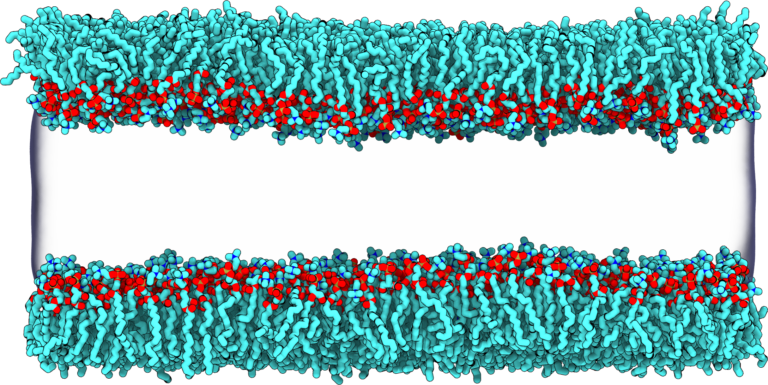 Lipid monolayer simulation setup