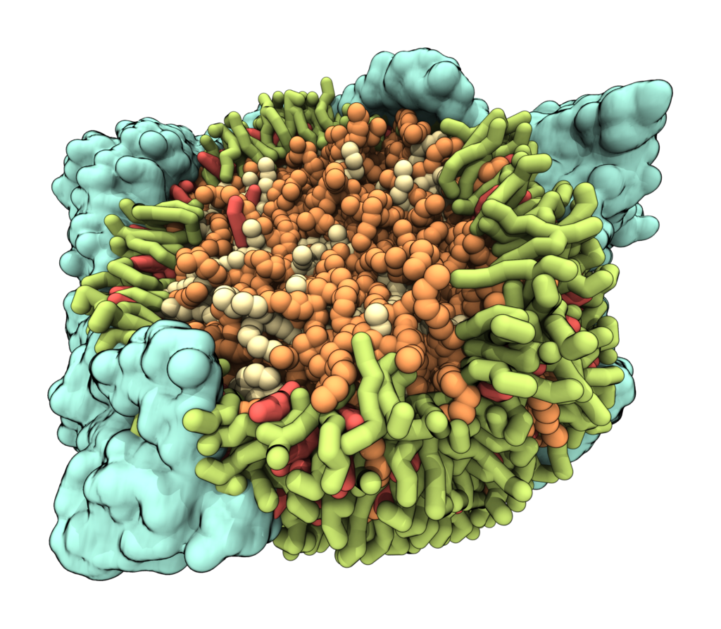 A coarse-grained simulation model for low-density lipoprotein.