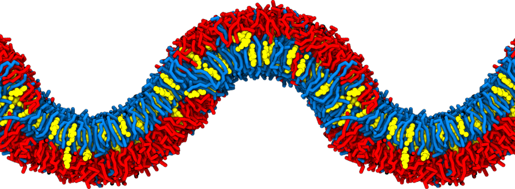 Phase separated curved membrane