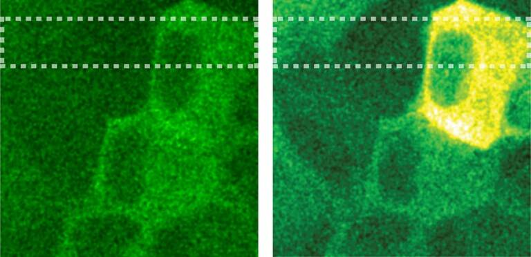 Two epithelial cell images. Left: less bright cell image before change in light induced change in surface topography. Right: bright cell image after light-activated surface topography change.